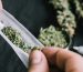 medical-marijuana-blog-img-3