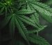 medical-marijuana-blog-img-4